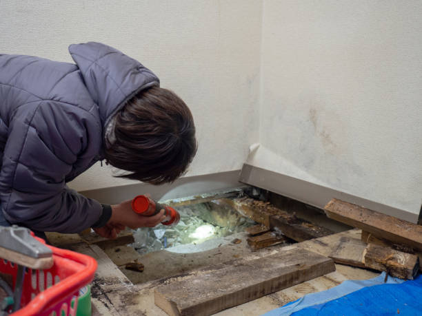 Best Mold Remediation for Rental Properties  in Lindon, UT