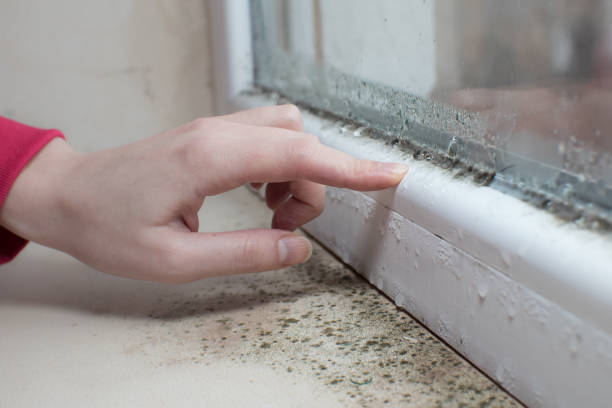 Best Mold Documentation for Insurance Claims  in Lindon, UT