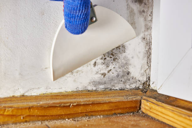 Best HVAC Mold Inspection and Cleaning  in Lindon, UT