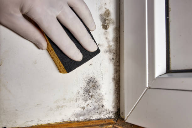 Best Emergency Mold Remediation  in Lindon, UT